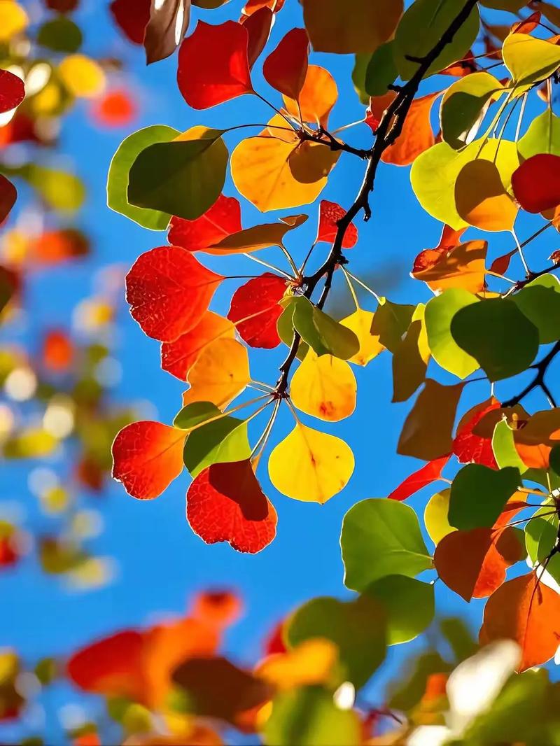 立秋护阳气,调养正当时:男性性功能调养指南 立秋护阳气,调养正当时:男性性功能调养指南